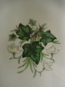 Royal Albert Dinner Plate - Ivy Lea
