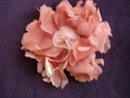 Coral Silk Rose for Dress or Millinary