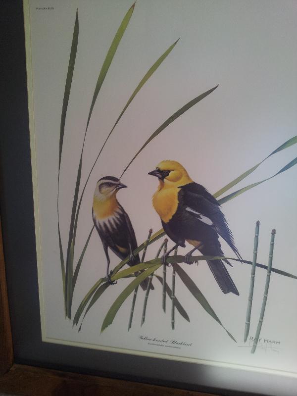 West Virginia's Ray Harm Yellow Black Bird Print