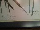 West Virginia's Ray Harm Yellow Black Bird Print