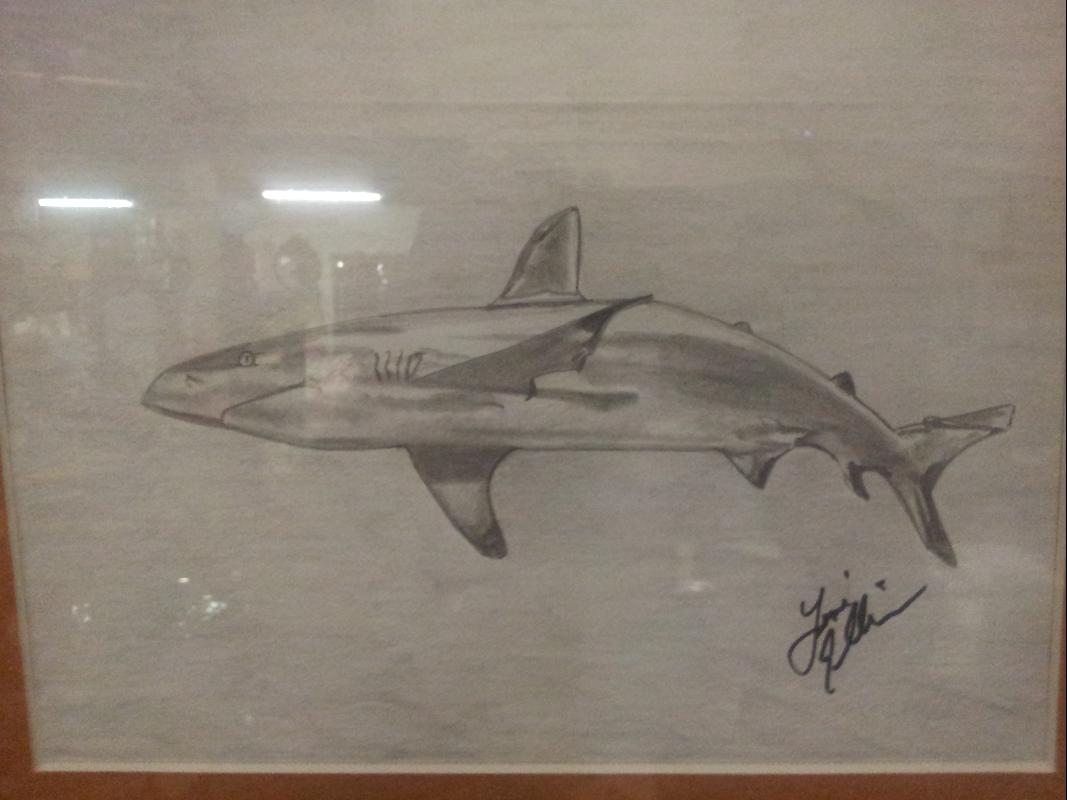 Shark in Pencil