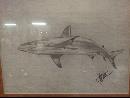 Shark in Pencil