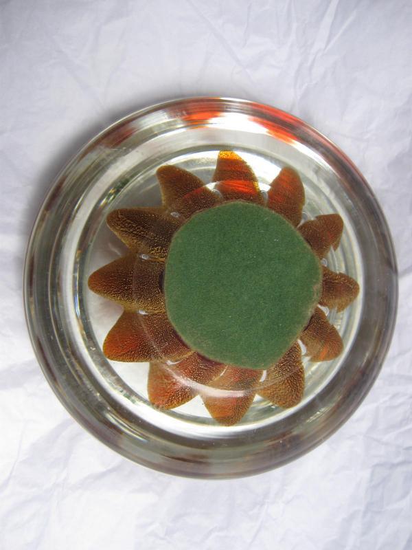 Large Concave Gold Star Paperweight or Candy Dish