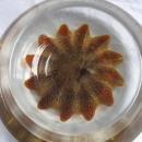 Large Concave Gold Star Paperweight or Candy Dish