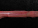 Vintage Veterans of Foreign Wars Advertising Western Horse Head Shoe Horn