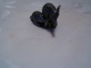 pewter elephants Ricker 1993