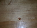 A signed '' Mikulik '' Painted art wood wall painting