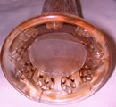 Vintage Fenton'' Long Thumbprint Hobnail'' Carnival Vase