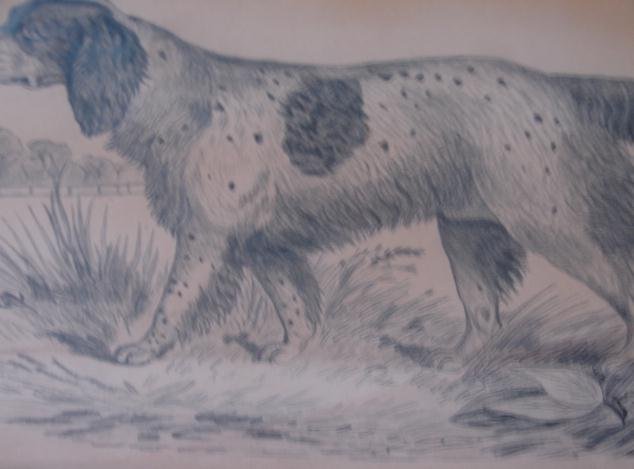 19TH CENTURY ENGLISH SPRINGER SPANIEL FOLK ART DRAWING