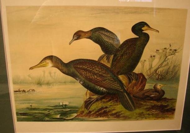 PAIR OF SIGNED BIRD PRINTS,FRAMED AND MATTED