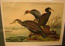 PAIR OF SIGNED BIRD PRINTS,FRAMED AND MATTED
