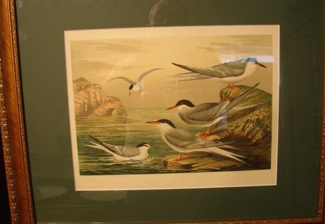 PAIR OF SIGNED BIRD PRINTS,FRAMED AND MATTED