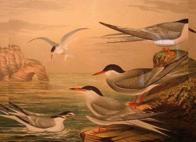 PAIR OF SIGNED BIRD PRINTS,FRAMED AND MATTED