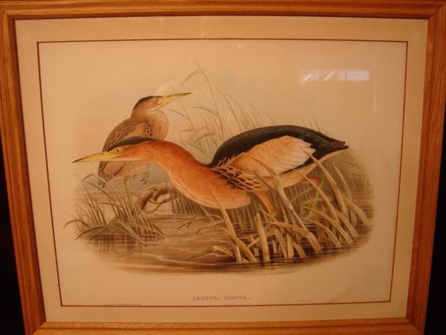 20TH CENTURY PRINT OF BIRDS, ARDETTA MINUTA