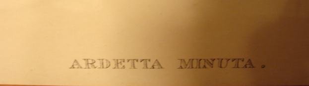 20TH CENTURY PRINT OF BIRDS, ARDETTA MINUTA