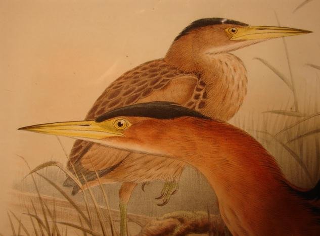 20TH CENTURY PRINT OF BIRDS, ARDETTA MINUTA