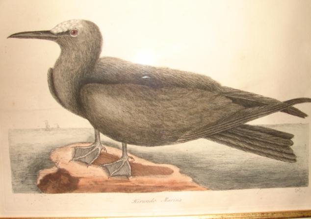 18TH CENTURY MARK CATESBY ENGRAVING