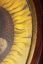 First Lady Francis Cleveland Tricora sunflower Corset Advertisementin frame