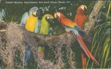 Vintage postcard, Colorful Macaws, Miami Florida