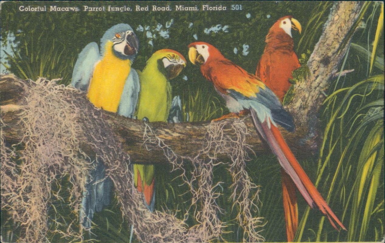 Vintage postcard, Colorful Macaws, Miami Florida