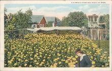 Vintage postcard, Florida backyard, flowers, H & W.B Drew Co.