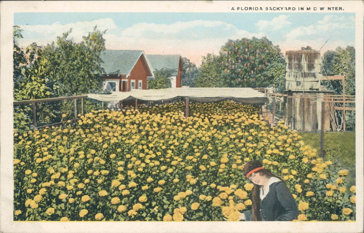 Vintage postcard, Florida backyard, flowers, H & W.B Drew Co.