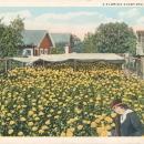 Vintage postcard, Florida backyard, flowers, H & W.B Drew Co.