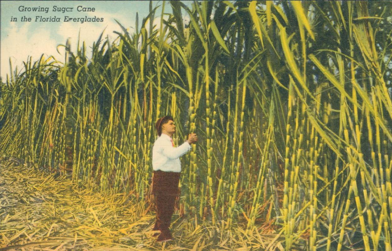 Vintage postcard, Sugar Cane, Florida Everglades, C.T. Art-Colortone