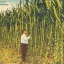 Vintage postcard, Sugar Cane, Florida Everglades, C.T. Art-Colortone