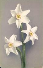 Vintage postcard, white flowers, Paul Bender, Switzerland