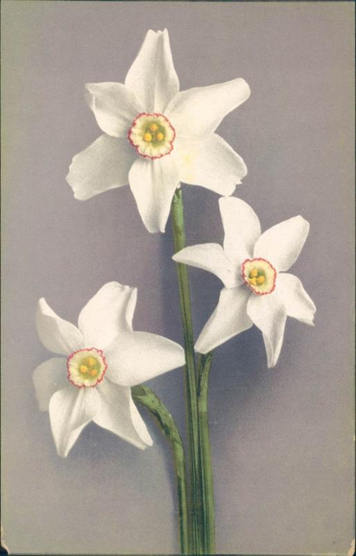 Vintage postcard, white flowers, Paul Bender, Switzerland