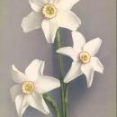 Vintage postcard, white flowers, Paul Bender, Switzerland