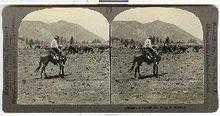 STEREOVIIEW - ARIZONA CATTLE ROUND-UP