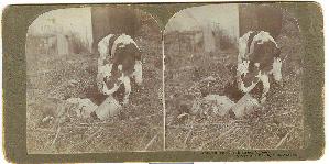 STEREOVIEW - LITTLE BOSSY - CALF AND LITTLE GIRL
