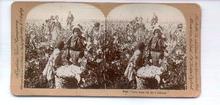 Stereo View of African Americans Picking Cotton in the Field
