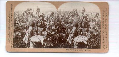 Stereo View of African Americans Picking Cotton in the Field