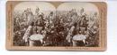 Stereo View of African Americans Picking Cotton in the Field