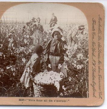 Stereo View of African Americans Picking Cotton in the Field