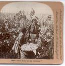 Stereo View of African Americans Picking Cotton in the Field