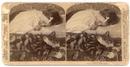 ASLEEP WITH THE CAT... STEREOVIEW