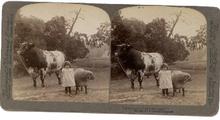 LITTLE FARM GIRL - STEREOVIEW