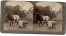 LITTLE FARM GIRL - STEREOVIEW