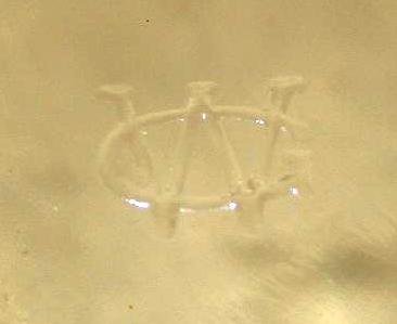 WESTMORLAND GLASS GRAPE PATTERN ASHTRAY