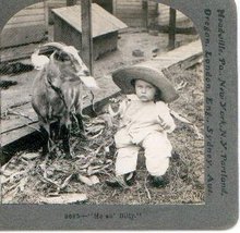 KEYSTONE STEREOVIEW - BILLY GOAT & BABY!