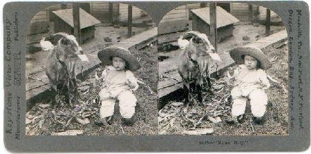 KEYSTONE STEREOVIEW - BILLY GOAT & BABY!