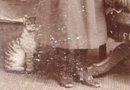 Portrait of Siblings and a Cardboard Cat - CABINET CARD