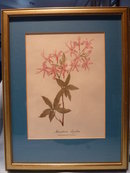 FRAMED BOTANICAL PRINT