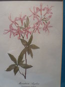 FRAMED BOTANICAL PRINT