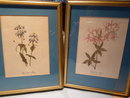 FRAMED BOTANICAL PRINT