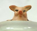 Old German Porcelain PINK PIG in Green Teacup